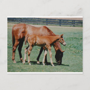 VRIENDSCHAPPELIJKE PAARDEN BRIEFKAART