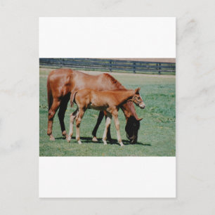 VRIENDSCHAPPELIJKE PAARDEN BRIEFKAART