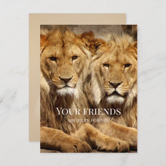 Vriendschapsleeuwen krijgen snel Briefkaart (Voorkant / Achterkant)