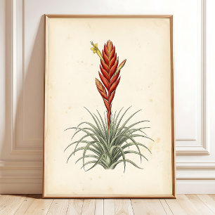 Vriesea Botanische Print Muur Kunst
