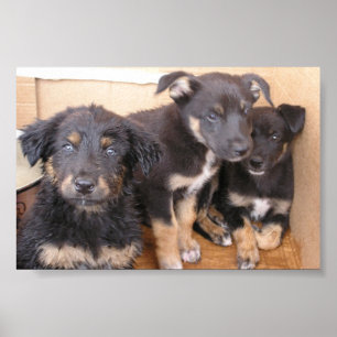 Vrij Puppy Poster