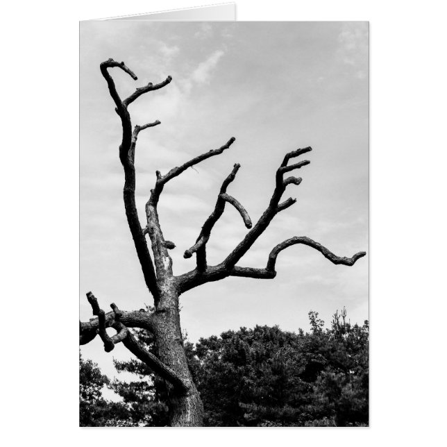 vrije boom (Voorkant)