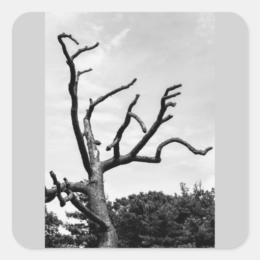 vrije boom vierkante sticker (Voorkant)