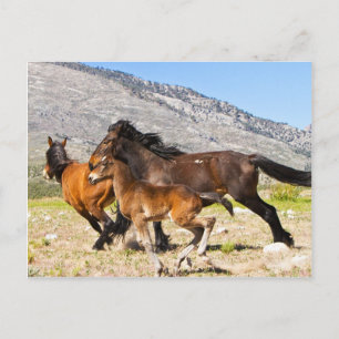 Vrije gedistilleerde dranken briefkaart