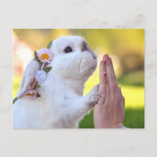 Vrijstelling van het bunny briefkaart