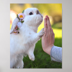 Vrijstelling van het bunny poster