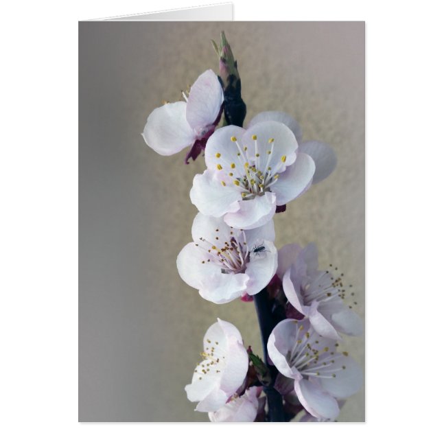 vroeg in de ochtend (Voorkant)