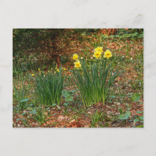Vroege lentaffodils briefkaart