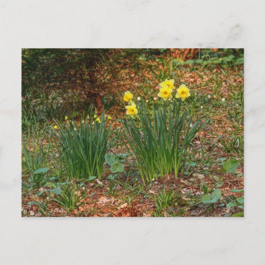 Vroege lentaffodils briefkaart (Voorkant)