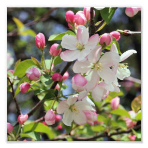 Vroege lente Apple Blossoms Close Up 8x8 Foto Afdruk