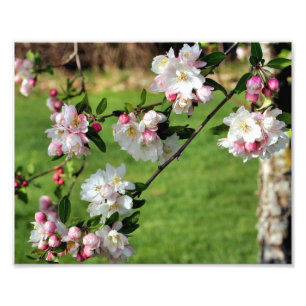 Vroege lente roze en witte appelbloesems 8x10 foto afdruk
