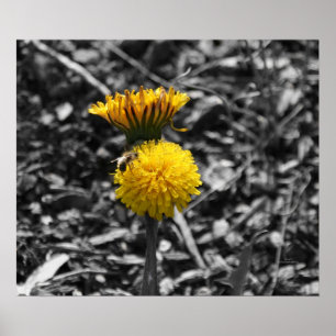 Vroege lentPollinatie Poster