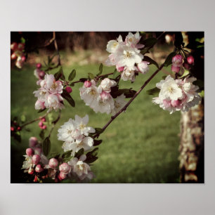 Vroege lentroze en witte bloesems gekleurd poster
