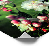 Vroege lentroze en witte bloesems poster (Hoek)