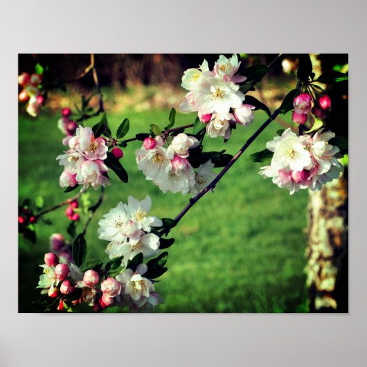 Vroege lentroze en witte bloesems poster (Voorkant)