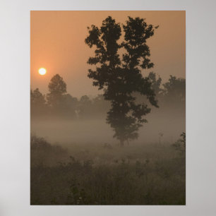 Vroege ochtend, stijgende zon en gemalen mist poster