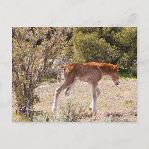 Vroege strides briefkaart