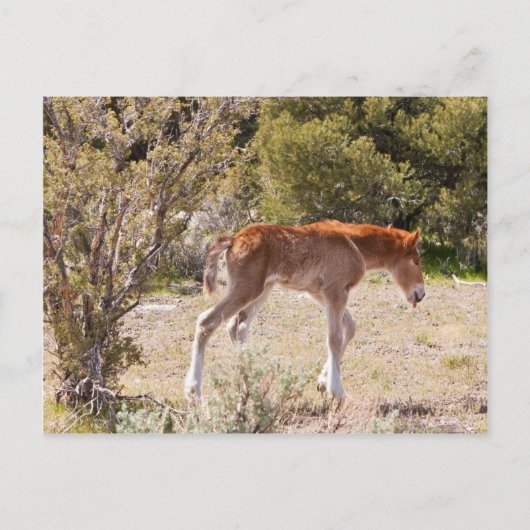 Vroege strides briefkaart (Voorkant)