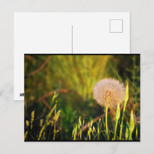 Vroege zomer westerse morgenster briefkaart