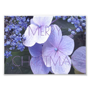 Vrolijk Kerstfeest Bloemen Purple Bloemen Fotograf Foto Afdruk
