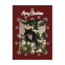 Vrolijk kerstkaartje met Tuxedo-kat op mijn boom.