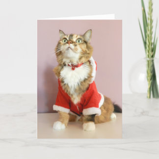 Vrolijke de kattensanta van Kerstmis puss Feestdagen Kaart