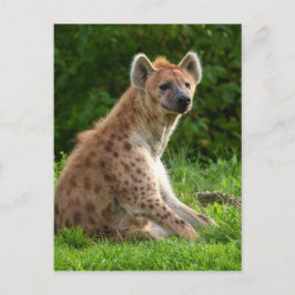Vrolijke hyena te midden van groen briefkaart