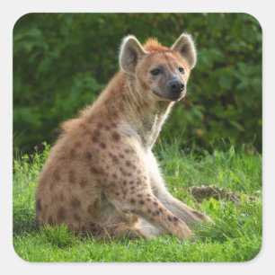 Vrolijke hyena te midden van groen vierkante sticker
