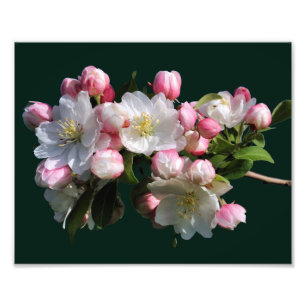 Vrolijke lente Krabappel Bloesems 8x10 Foto Afdruk