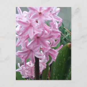 Vrolijke Roze Hyacint Bloem Na Lente Regen Briefkaart
