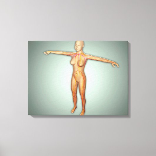 Vrouw, aders, zenuwstelsel en zenuwstelsel canvas afdruk (Voorkant)