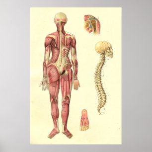 Vrouw Anatomie Poster
