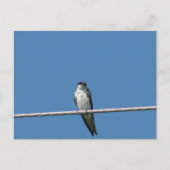 Vrouw Barn Swallow Briefkaart (Voorkant)