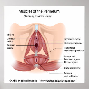 Vrouw bekken en musculus perineum, voorzien van ee poster