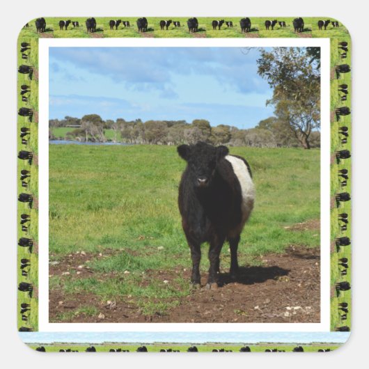 Vrouw Belted Galloway Koe Framed, Vierkante Sticker (Voorkant)