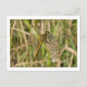 Vrouw Black Darter Dragonfly Briefkaart