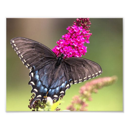 Vrouw Black Swallowtail Butterfly Foto Afdruk (Voorkant)