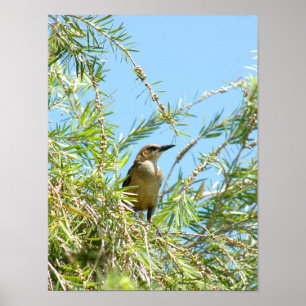 Vrouw Blackbird Grackle Poster