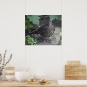 Vrouw Blackbird Poster (Keuken)