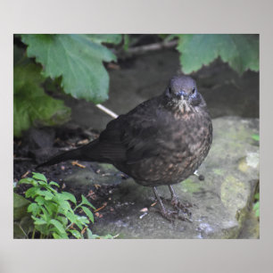 Vrouw Blackbird  Poster