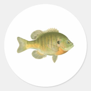 Vrouw Bluegill - Bream - Zonnevis Ronde Sticker