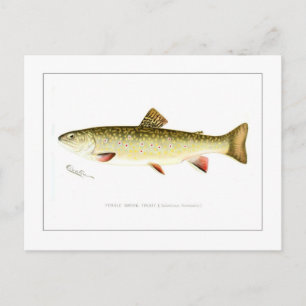 Vrouw Brook Trout Briefkaart