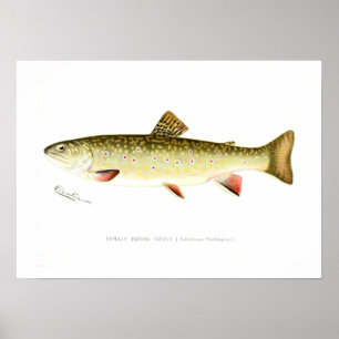 Vrouw Brook Trout Poster