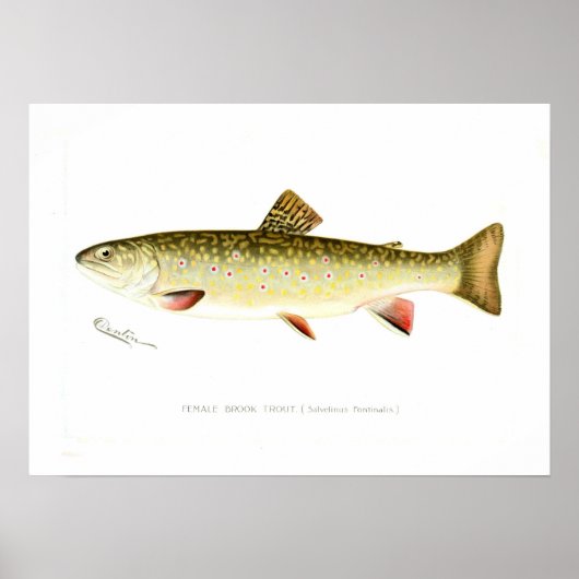 Vrouw Brook Trout Poster (Voorkant)