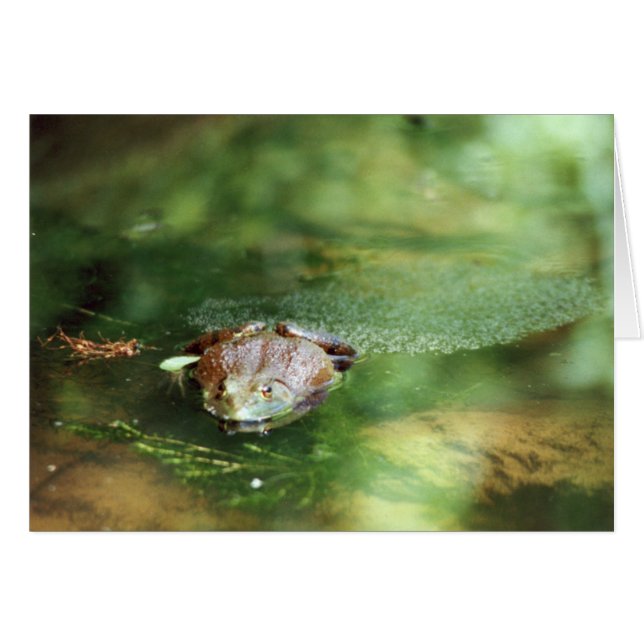 Vrouw Bullfrog Laying Eggs (Voorkant Horizontaal)