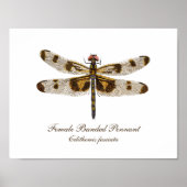 Vrouw Buurling Pennant Dragonfly art Poster (Voorkant)