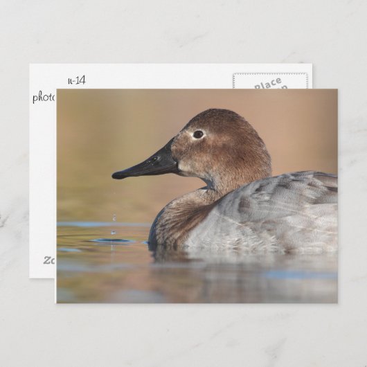 Vrouw Canvasback duck Profile Briefkaart (Voorkant / Achterkant)