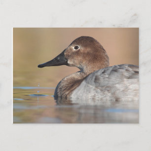 Vrouw Canvasback duck Profile Briefkaart