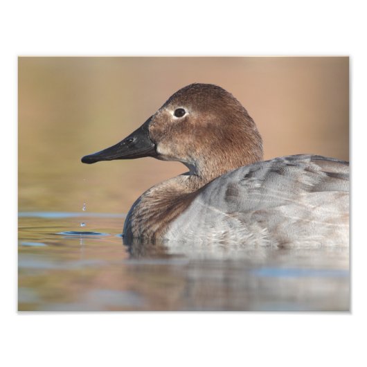 Vrouw Canvasback duck Profile Foto Afdruk (Voorkant)