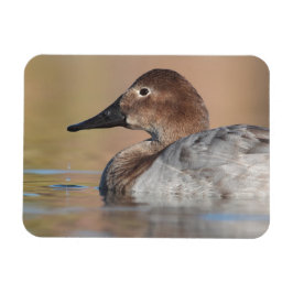 Vrouw Canvasback duck Profile Magneet